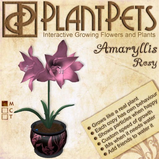PlantPet Seed [Amaryllis *Small Rosy*] RARE