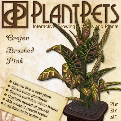 PlantPet Seed [Croton *Brushed Pink*]