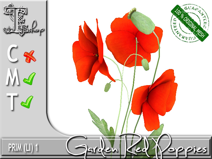 Garden Red Poppies  MT