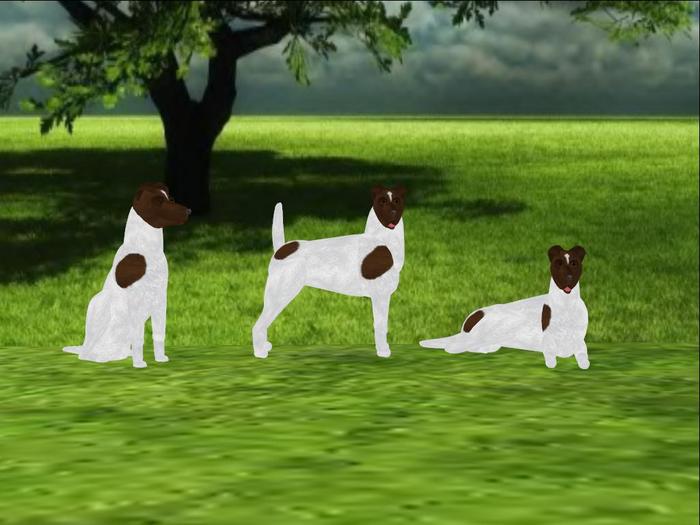 Smooth Fox Terrier Scripted and Animated Dog