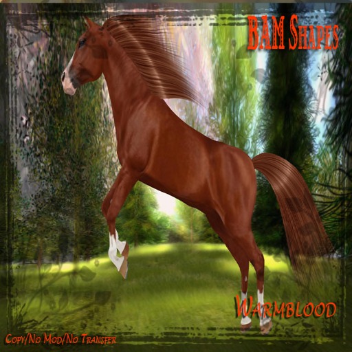 *BAM* WarmBlood Shape W.H