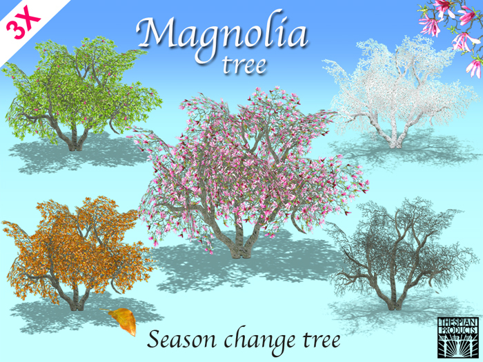 Boxed_Magnolia_tree_TRANSFER