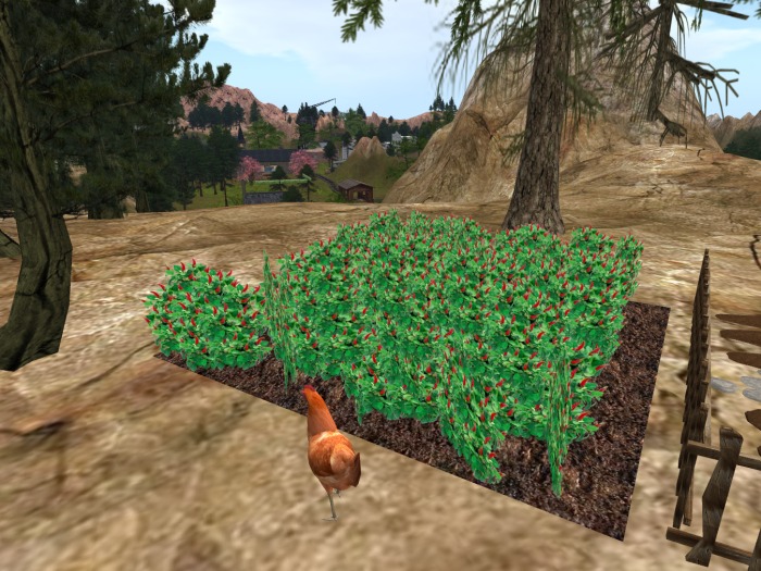 Chilly Peppers Field