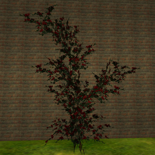 Stock of Rose(1prim) white