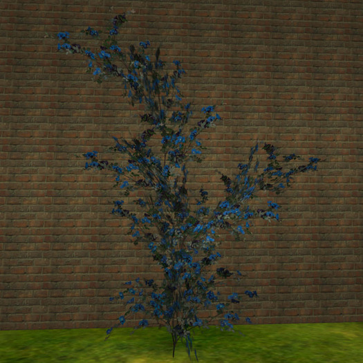 Rose along wall blue