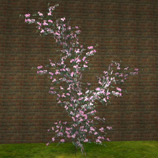 Rose along wall pink