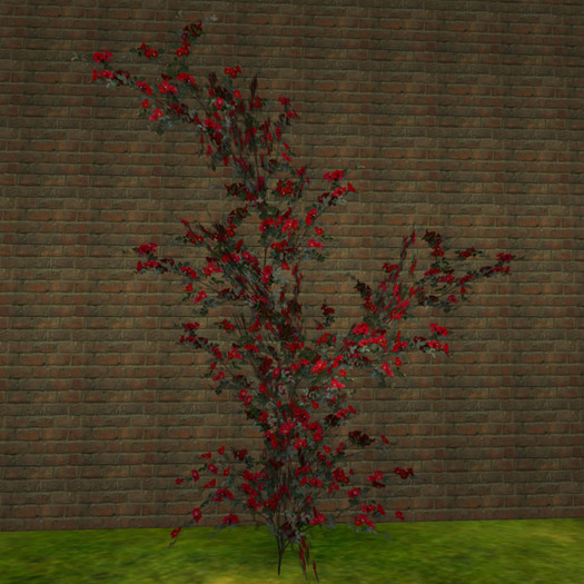Stock of Rose(1prim) white