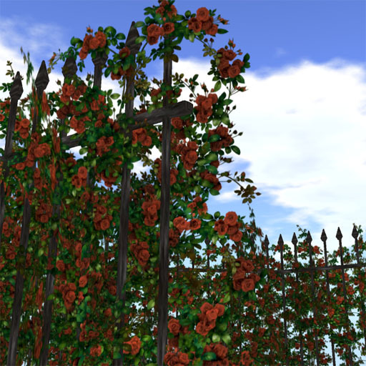 Hedge of rose (oldrose color)