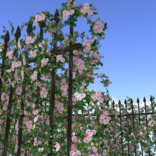 Hedge of rose (pink)