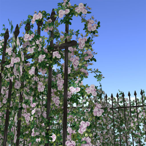 Hedge of rose (purple)