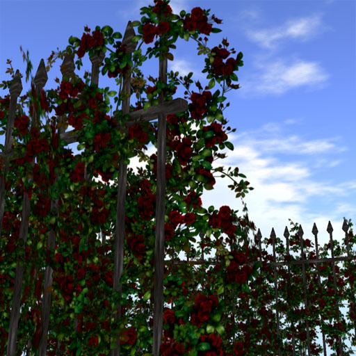 Hedge of rose (Dred)