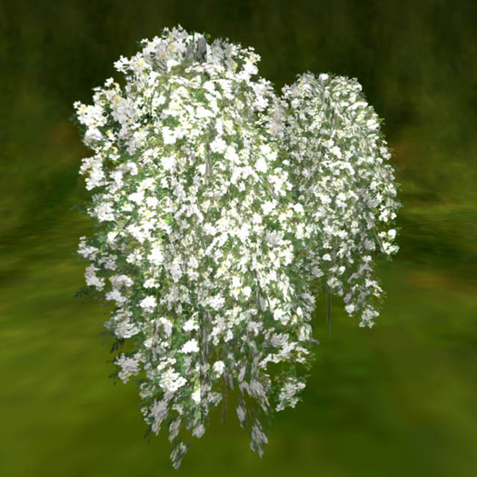 Weepingstandard form rose_white