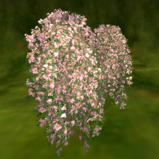 Weepingstandard form rose_apricot