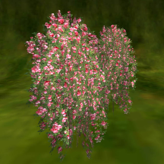 Weepingstandard form rose_red