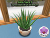 Aloe vera 2
