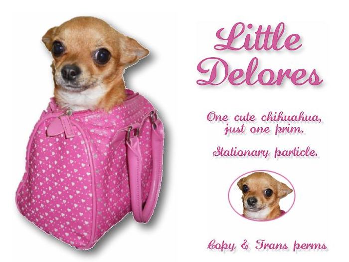 Little Delores - Super Cute Chihuahua - Very Nearly Free 