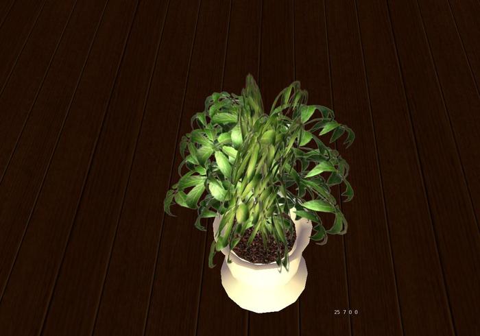 plant in white pot