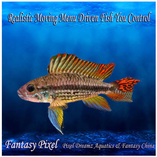 SWIMMING FISH  - Recording fish 1 