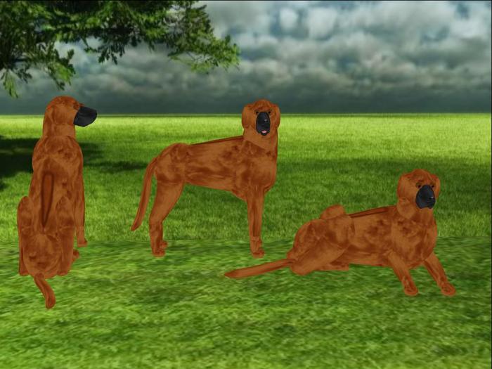 Rhodesian Ridgeback Scripted and Animated Dog