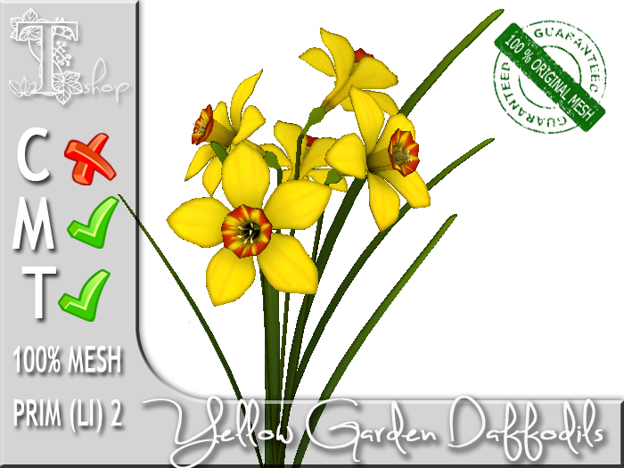 Yellow Garden Daffodils MT