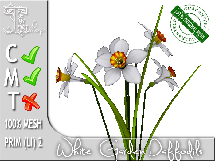 White Garden Daffodils MC