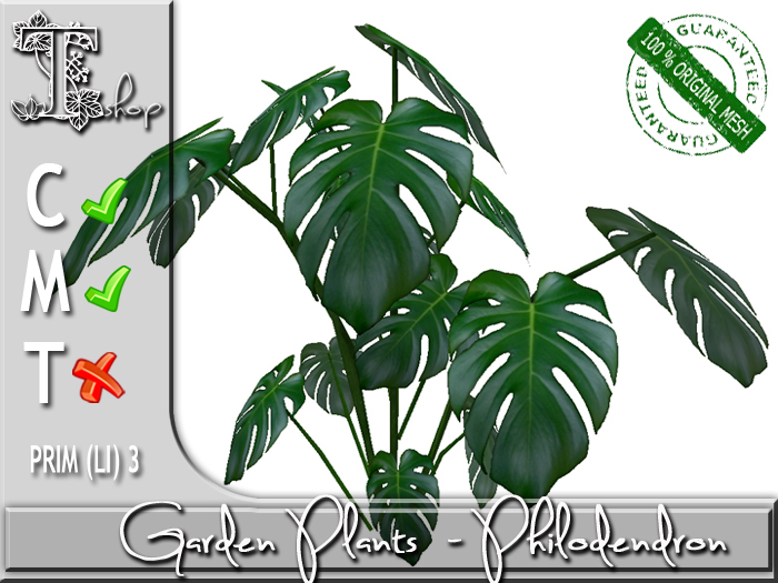 GARDEN PLANTS - Philodendron MC