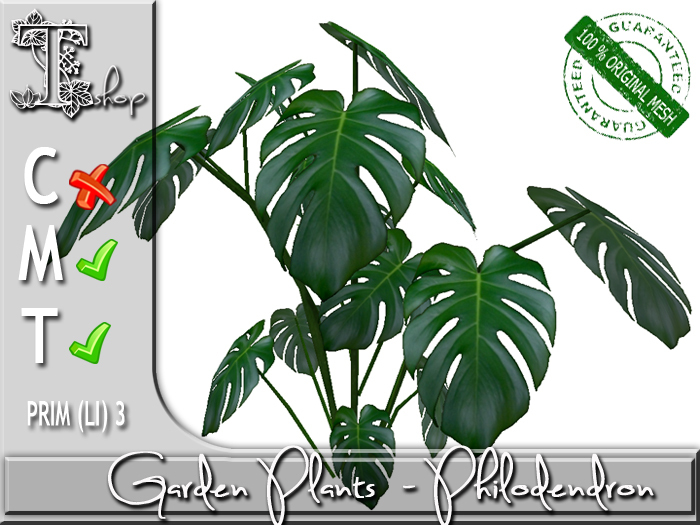 GARDEN PLANTS - Philodendron MT