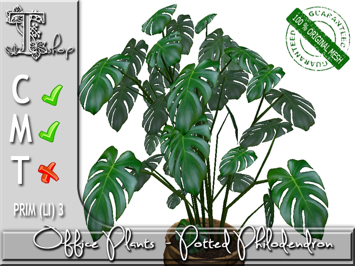 OFFICE PLANTS- Potted Philodendron MC