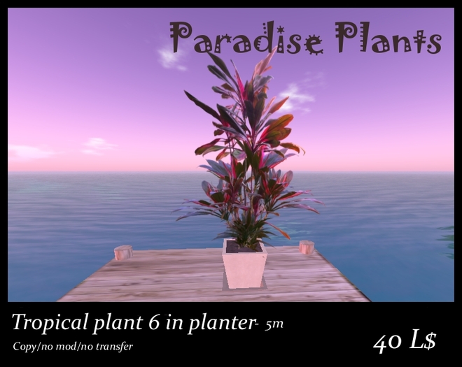 Tropical plant 6 in planter, 5m