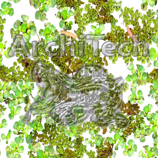 Floating Vegetation : Personal Use (An original ArchiTech Design Texture for your landscaping and building products).
