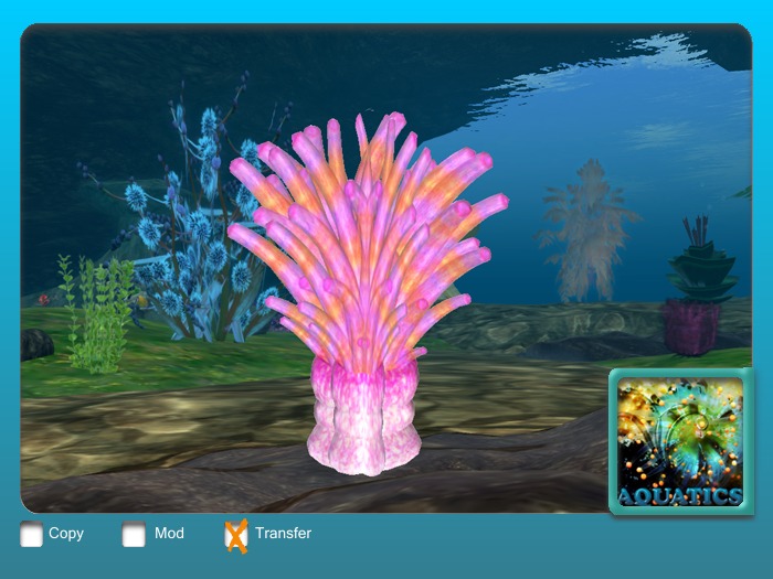 Anemone A dread pink