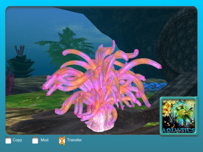 Anemone A rasta pink