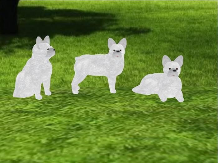 French Bulldog - White  Scripted and Animated Dog