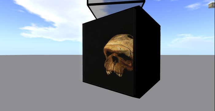 skull 24.07.13.A extinct hominid specimen in box with glass  3d