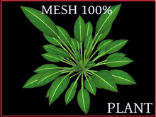 T-3D Creation [ PLANT No.5 ] MESH - Full Perm