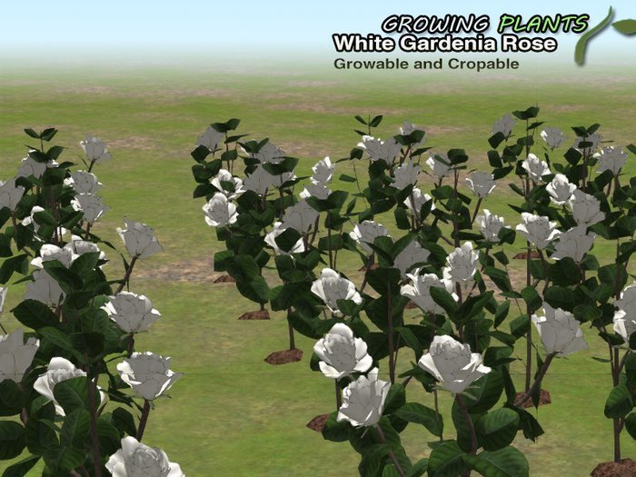 Promotion!!! Growing Plants – Mesh Growable and Cropable White Gardenia Rose