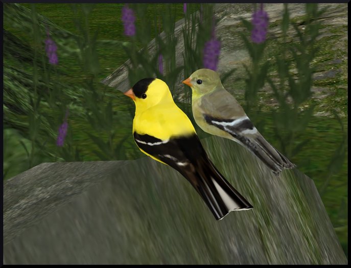Goldfinch couple
