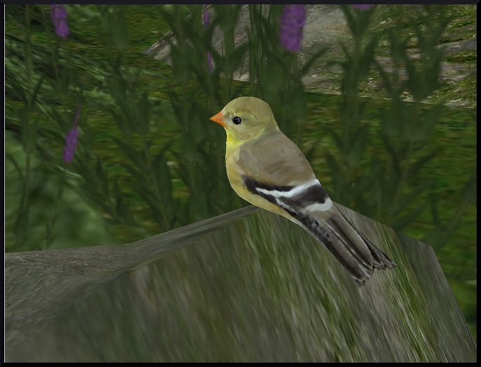 Goldfinch female
