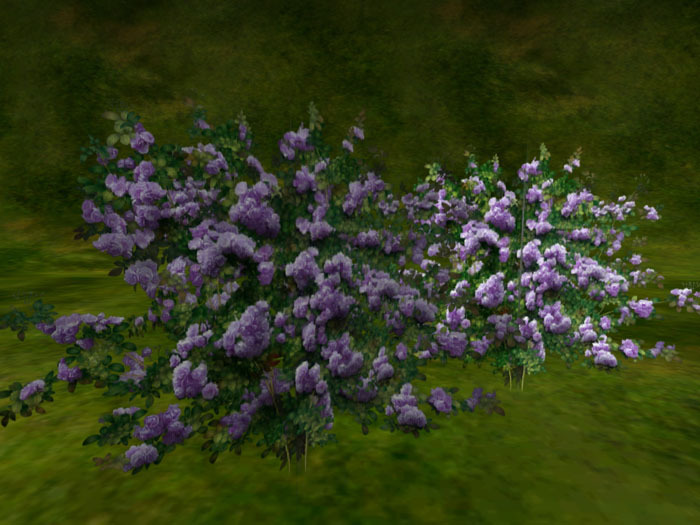 full full rose  purple