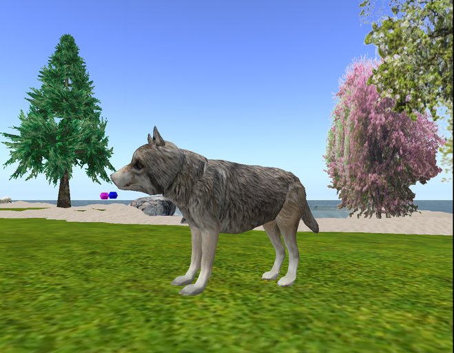 grey howling wolf