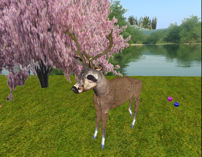 Deer