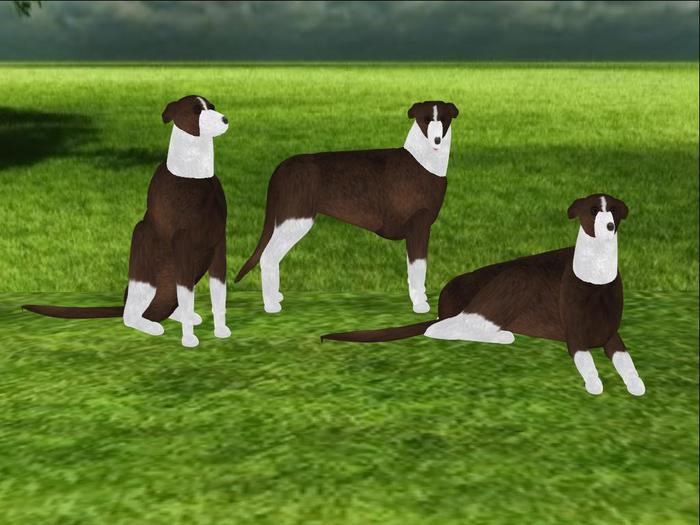 Whippet Scripted and Animated Dog