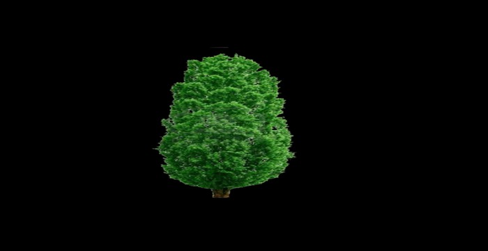 Poplar tree 1 prim copy modify