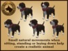 Vkc elm puppy marketplace advert 02