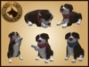 Vkc elm puppy marketplace advert 03