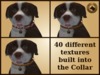Vkc elm puppy marketplace advert 06