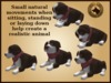 Vkc elm puppy marketplace advert 08