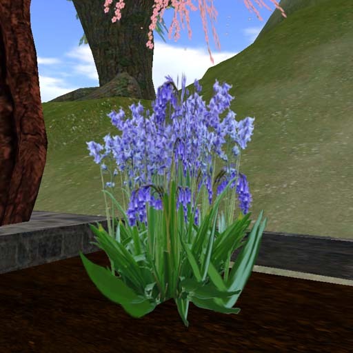 FIA Bluebells