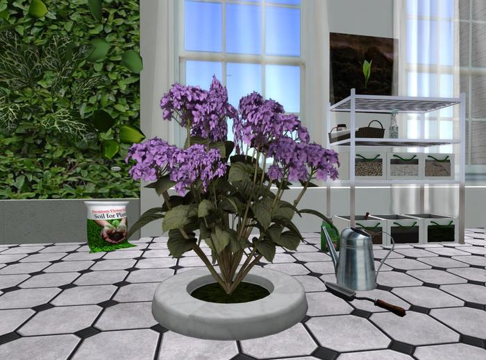 Lilac single bush flowerbed (mk)