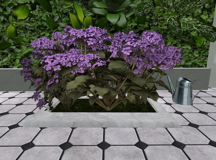 Lilac 3 bushes flowerbed (mk)
